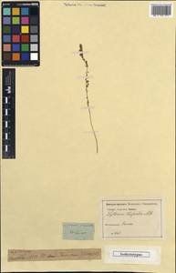 Lythrum thesioides, Unclassified