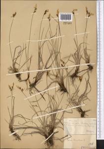 Carex tomentosa L., Middle Asia, Muyunkumy, Balkhash & Betpak-Dala (M9) (Kazakhstan)