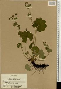 Alchemilla breviloba H. Lindb., Eastern Europe, Central region (E4) (Russia)