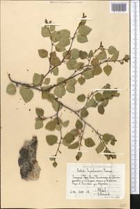 Betula tianschanica Rupr., Middle Asia, Western Tian Shan & Karatau (M3) (Uzbekistan)