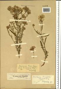 Saussurea pricei N. D. Simpson, Siberia, Altai & Sayany Mountains (S2) (Russia)