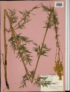 Thalictrum lucidum L., Eastern Europe, Central region (E4) (Russia)