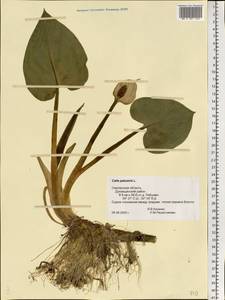 Calla palustris L., Eastern Europe, Western region (E3) (Russia)