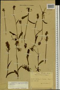 Dactylorhiza fuchsii subsp. psychrophila (Schltr.) Holub, Siberia, Altai & Sayany Mountains (S2) (Russia)