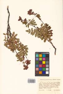 Sorbaria pallasii (G. Don) Pojark., Siberia, Russian Far East (S6) (Russia)