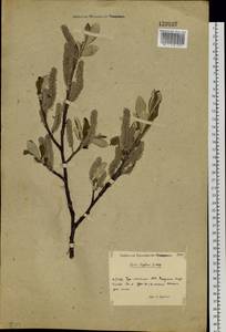 Salix krylovii E. L. Wolf, Siberia, Baikal & Transbaikal region (S4) (Russia)