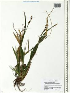 Carex brevicollis DC., Eastern Europe, Moscow region (E4a) (Russia)