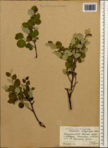 Cotoneaster integerrimus Medik., Caucasus, Abkhazia (K4a) (Abkhazia)