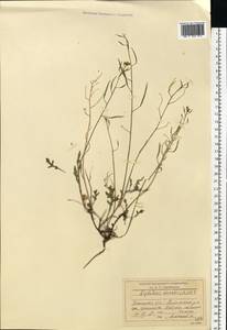 Diplotaxis muralis (L.) DC., Eastern Europe, South Ukrainian region (E12) (Ukraine)