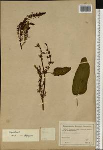 Rumex aquaticus L., Eastern Europe, Moscow region (E4a) (Russia)