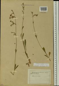 Silene nutans L., Siberia, Baikal & Transbaikal region (S4) (Russia)