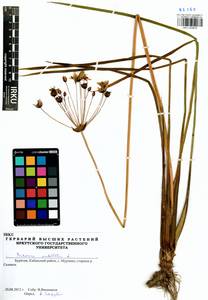 Butomus umbellatus L., Siberia, Baikal & Transbaikal region (S4) (Russia)