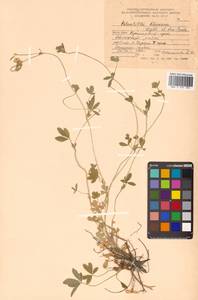 Potentilla sundaica (Blume) W. Theob., Siberia, Russian Far East (S6) (Russia)