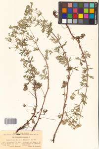 Potentilla argentea L., Eastern Europe, North-Western region (E2) (Russia)