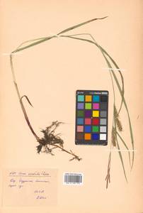 Carex sordida Van Heurck & Müll.Arg., Siberia, Russian Far East (S6) (Russia)