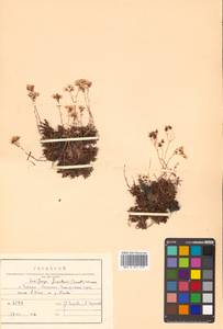 Saxifraga cherlerioides D. Don, Siberia, Russian Far East (S6) (Russia)
