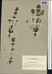 Pedicularis verticillata, Siberia, Baikal & Transbaikal region (S4) (Russia)