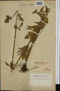 Valeriana officinalis L., Western Europe (EUR) (Germany)