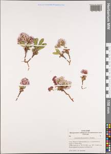 Limonium flexuosum (L.) Chaz., Siberia, Altai & Sayany Mountains (S2) (Russia)