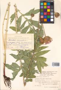 Serratula coronata L., Eastern Europe, Eastern region (E10) (Russia)