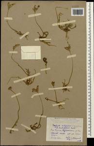 Petrosedum subulatum (C. A. Mey.) Afferni, Caucasus, Dagestan (K2) (Russia)