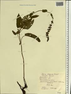 Salvia dumetorum Andrz. ex Besser, Eastern Europe, North Ukrainian region (E11) (Ukraine)
