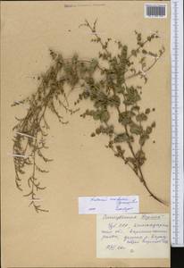 Limonium reniforme (Girard) Lincz., Middle Asia, Syr-Darian deserts & Kyzylkum (M7) (Uzbekistan)