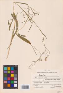 Crepis tectorum L., Siberia, Russian Far East (S6) (Russia)