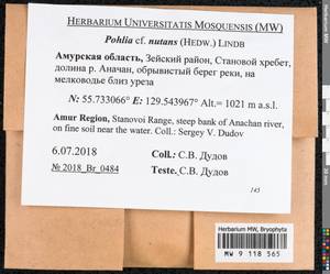Pohlia nutans (Hedw.) Lindb., Bryophytes, Bryophytes - Russian Far East (excl. Chukotka & Kamchatka) (B20) (Russia)