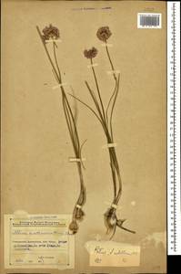 Allium rubellum M.Bieb., Caucasus, Azerbaijan (K6) (Azerbaijan)