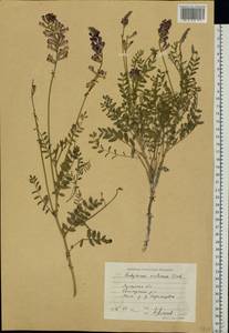 Hedysarum cretaceum Fisch. ex DC., Eastern Europe, North Ukrainian region (E11) (Ukraine)