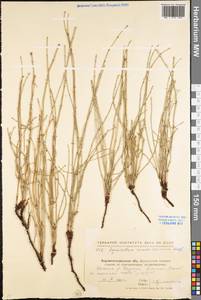 Equisetum ramosissimum Desf., Eastern Europe, North Ukrainian region (E11) (Ukraine)