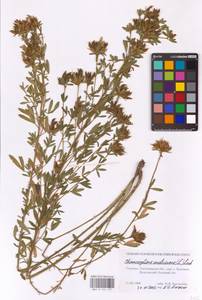 Chamaecytisus austriacus (L.) Link, Eastern Europe, South Ukrainian region (E12) (Russia)