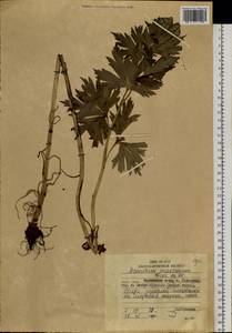 Aconitum maximum Pall. ex DC., Siberia, Russian Far East (S6) (Russia)