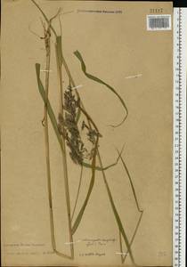 Calamagrostis purpurea (Trin.) Trin., Eastern Europe, Northern region (E1) (Russia)