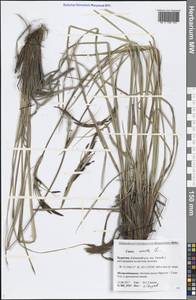 Carex acuta L., Siberia, Baikal & Transbaikal region (S4) (Russia)