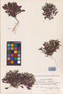Askellia pygmaea (Ledeb.) Sennikov, Siberia, Chukotka & Kamchatka (S7) (Russia)