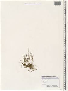 Digitaria sanguinalis (L.) Scop., Caucasus, Black Sea Shore (from Novorossiysk to Adler) (K3) (Russia)