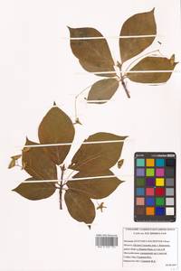 Euonymus macropterus Rupr., Siberia, Russian Far East (S6) (Russia)