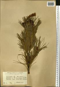 Pinus pumila (Pall.) Regel, Siberia, Baikal & Transbaikal region (S4) (Russia)