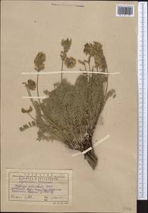 Oxytropis aulieatensis Vved., Middle Asia, Western Tian Shan & Karatau (M3) (Kazakhstan)