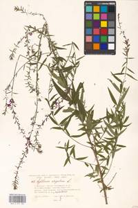 Lythrum virgatum L., Eastern Europe, Moscow region (E4a) (Russia)