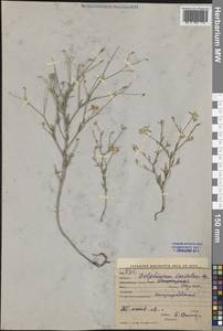 Delphinium barbatum Bunge, Middle Asia, Western Tian Shan & Karatau (M3) (Uzbekistan)