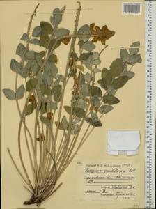 Hedysarum grandiflorum Pall., Eastern Europe, Lower Volga region (E9) (Russia)