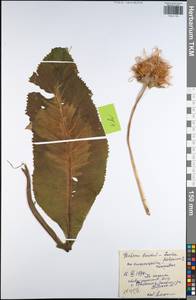 Inula helenium L., Eastern Europe, Central region (E4) (Russia)
