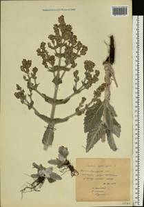 Salvia aethiopis L., Eastern Europe, North Ukrainian region (E11) (Ukraine)