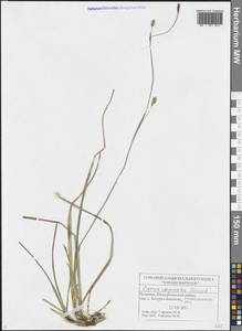 Carex vaginata Tausch, Eastern Europe, Middle Volga region (E8) (Russia)