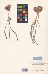 Ornithogalum fischerianum Krasch., Middle Asia, Caspian Ustyurt & Northern Aralia (M8) (Kazakhstan)