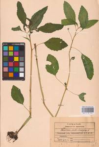 Impatiens noli-tangere L., Eastern Europe, Central region (E4) (Russia)