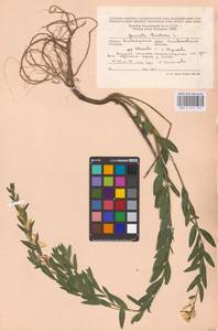 Genista tinctoria L., Eastern Europe, Central region (E4) (Russia)
